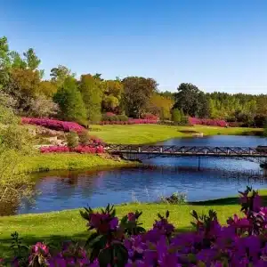 A beautiful spring garden landscape featuring vibrant pink flowers, a serene river, and a picturesque bridge.